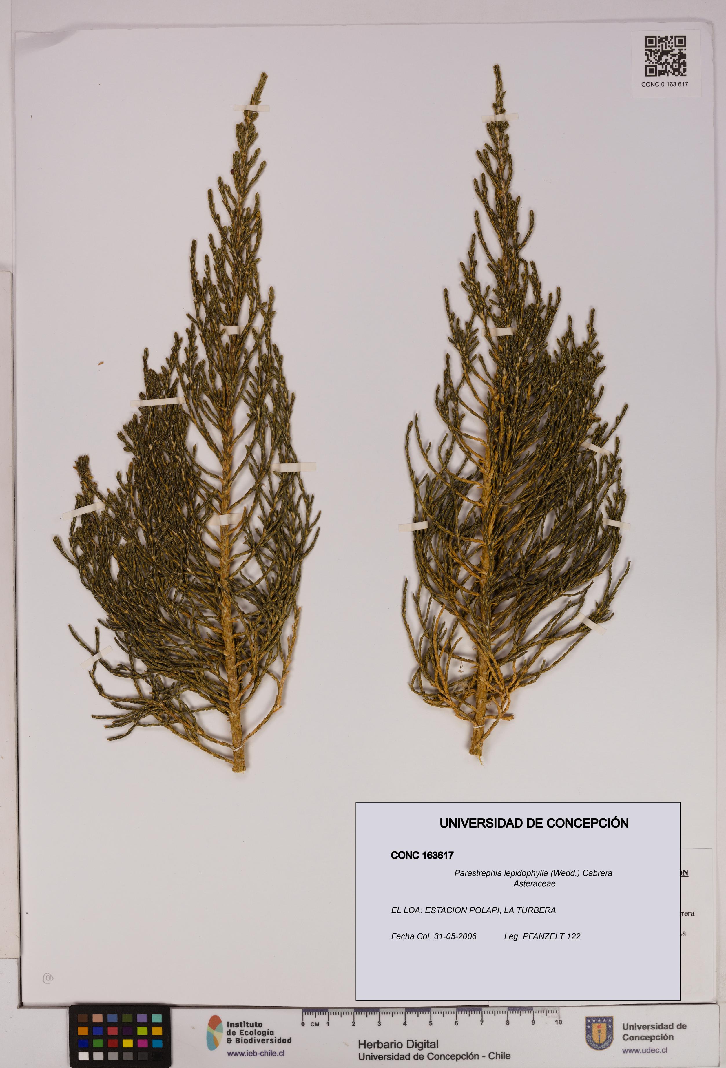 Parastrephia lepidophylla [Espécimen: UDEC:CONC:0163617]