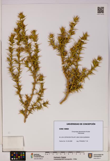 Chuquiraga atacamensis [Espécimen: UDEC:CONC:0163620]