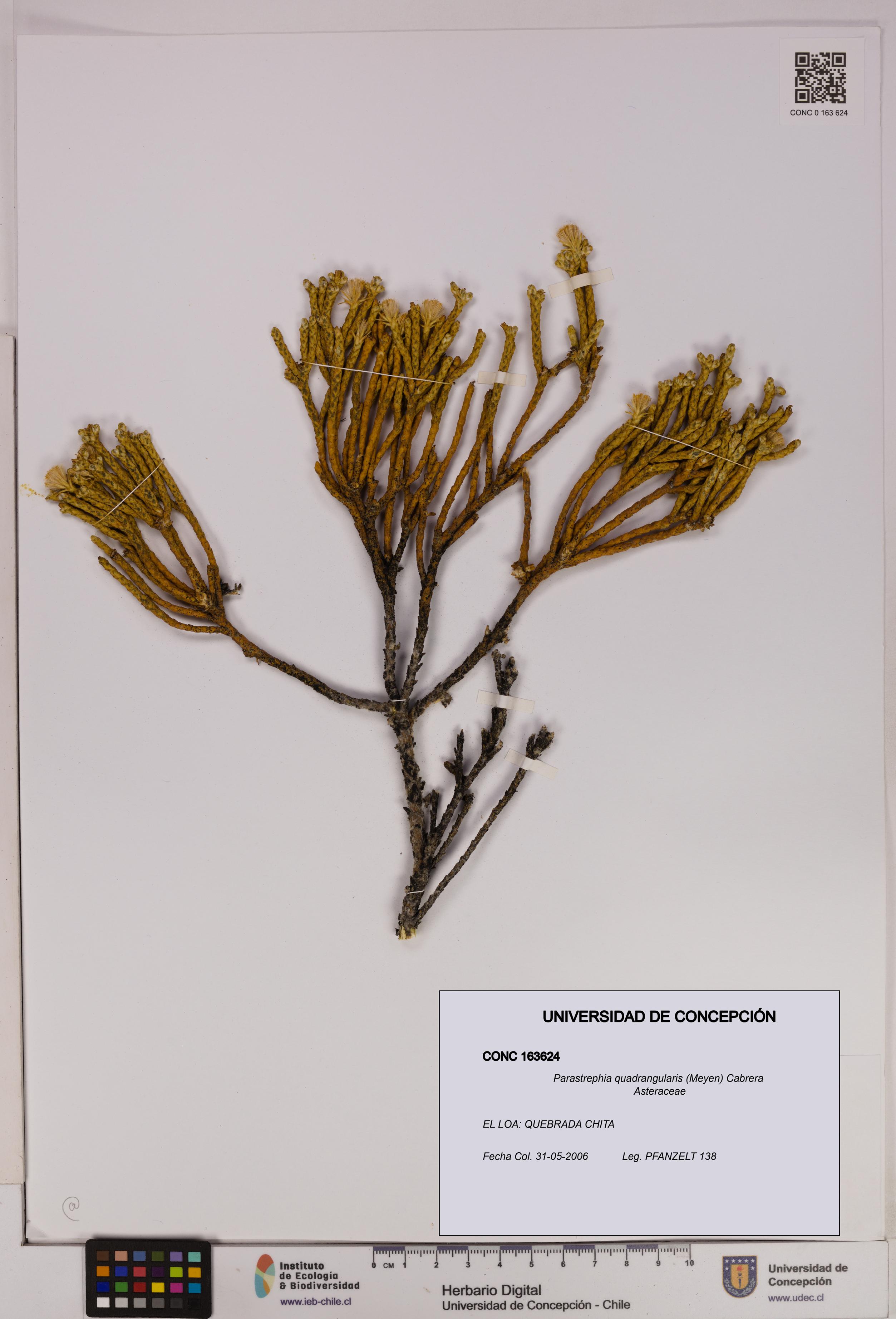 Parastrephia quadrangularis [Espécimen: UDEC:CONC:0163624]