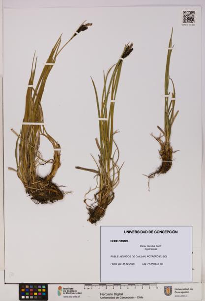 Carex decidua [Espécimen: UDEC:CONC:0163625]