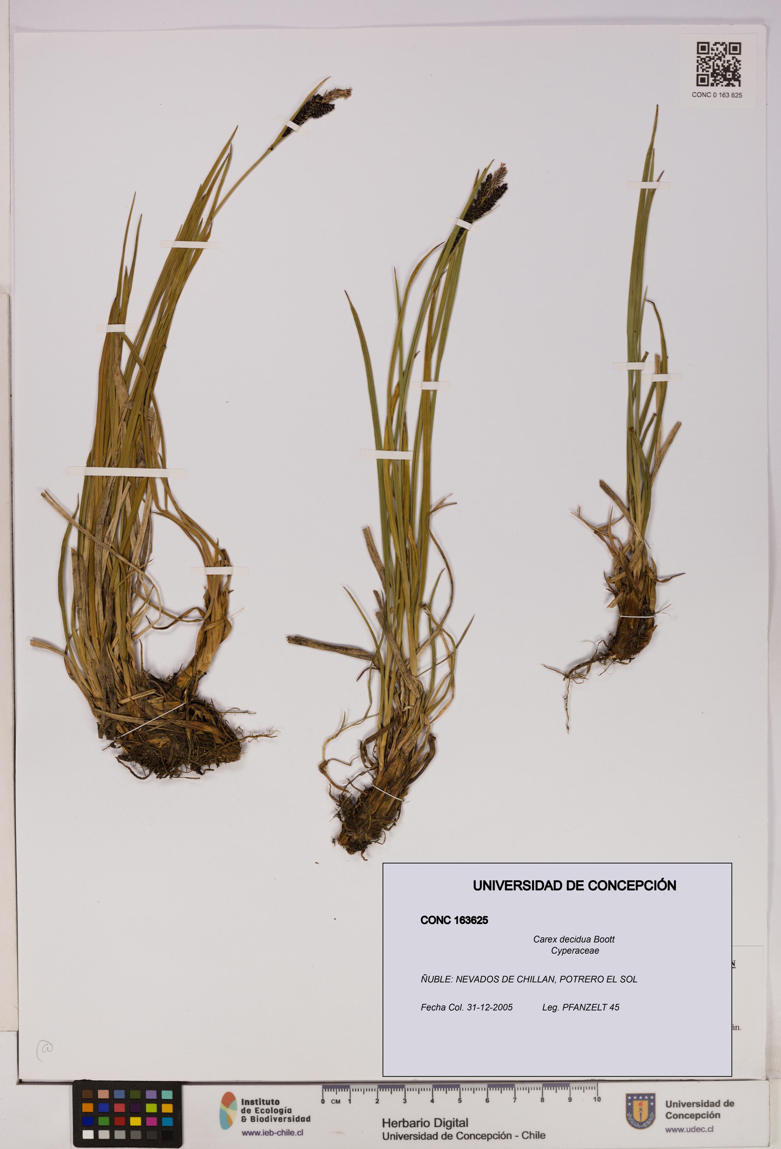 Carex decidua [Espécimen: UDEC:CONC:0163625]