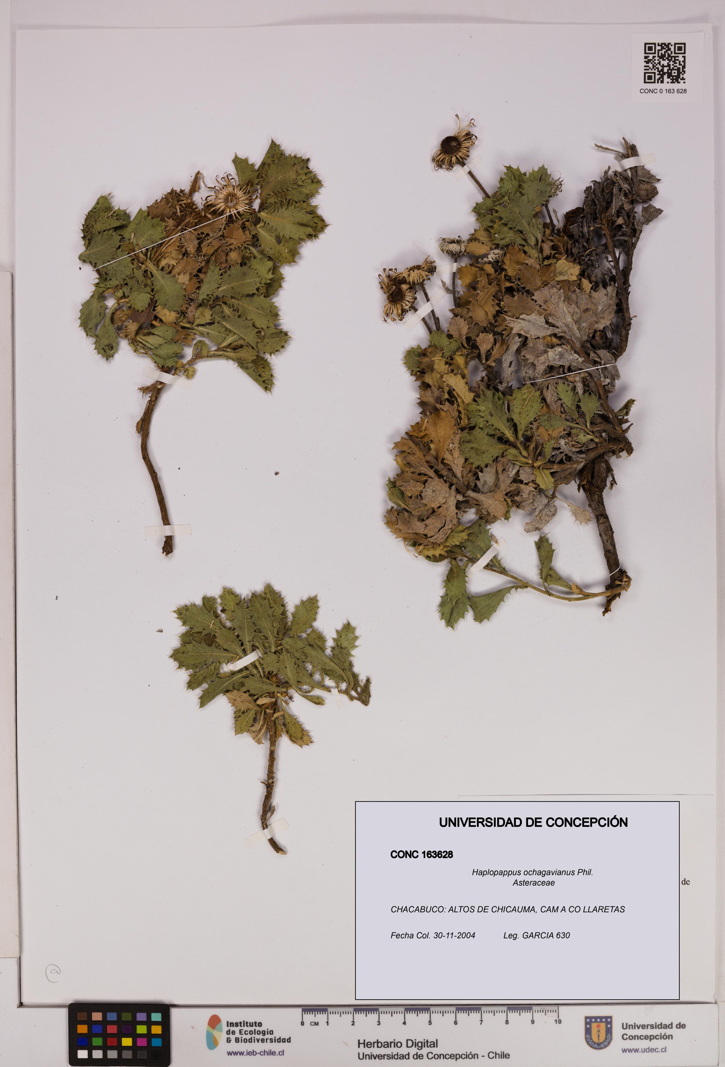 Haplopappus ochagavianus [Espécimen: UDEC:CONC:0163628]