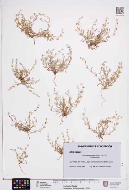 Pectocarya linearis [Espécimen: ]