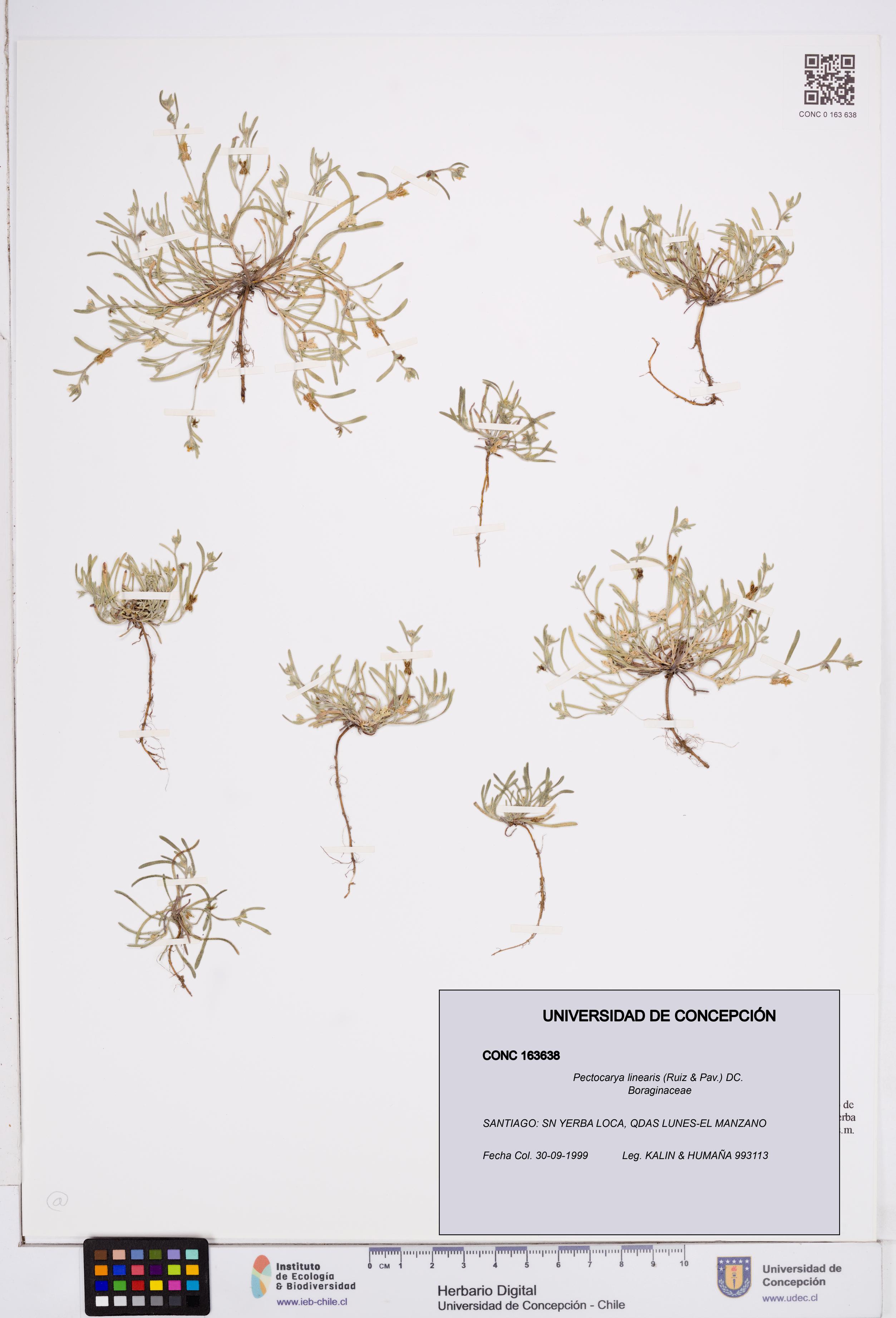 Pectocarya linearis [Espécimen: ]