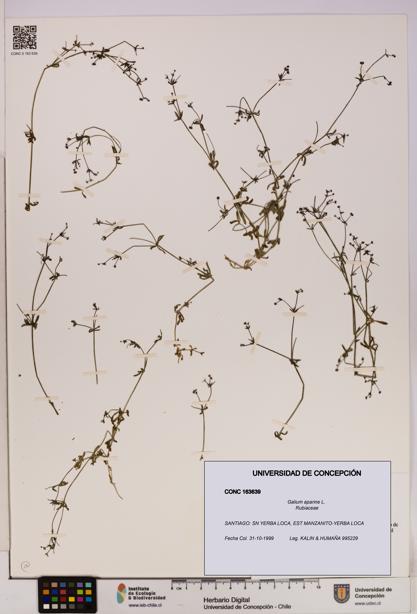Galium aparine [Espécimen: UDEC:CONC:0163639]
