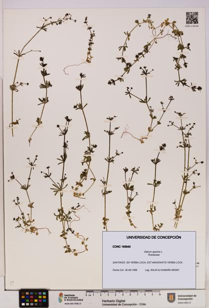Galium aparine [Espécimen: UDEC:CONC:0163640]