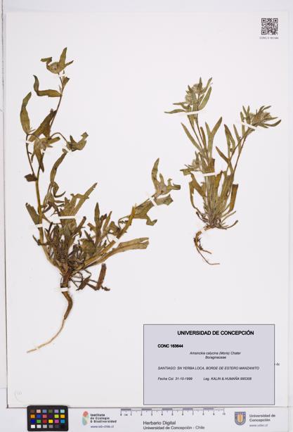 Amsinckia calycina [Espécimen: ]