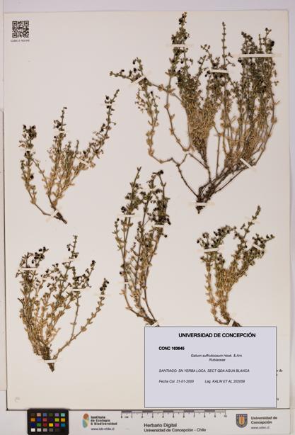 Galium suffruticosum [Espécimen: UDEC:CONC:0163645]