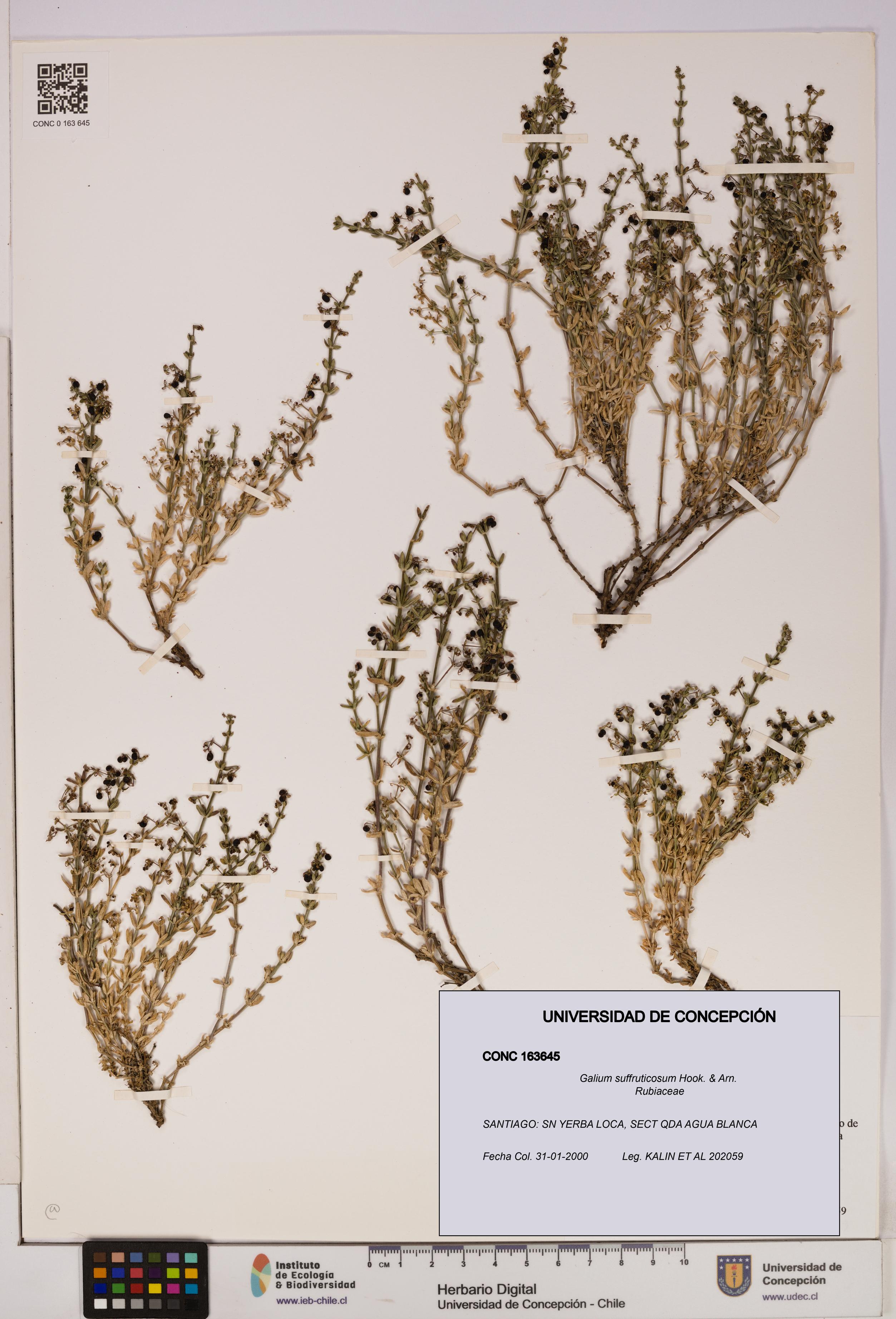 Galium suffruticosum [Espécimen: UDEC:CONC:0163645]