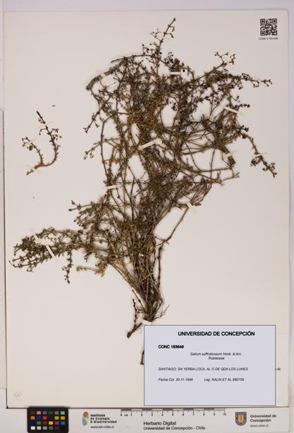 Galium suffruticosum [Espécimen: UDEC:CONC:0163649]