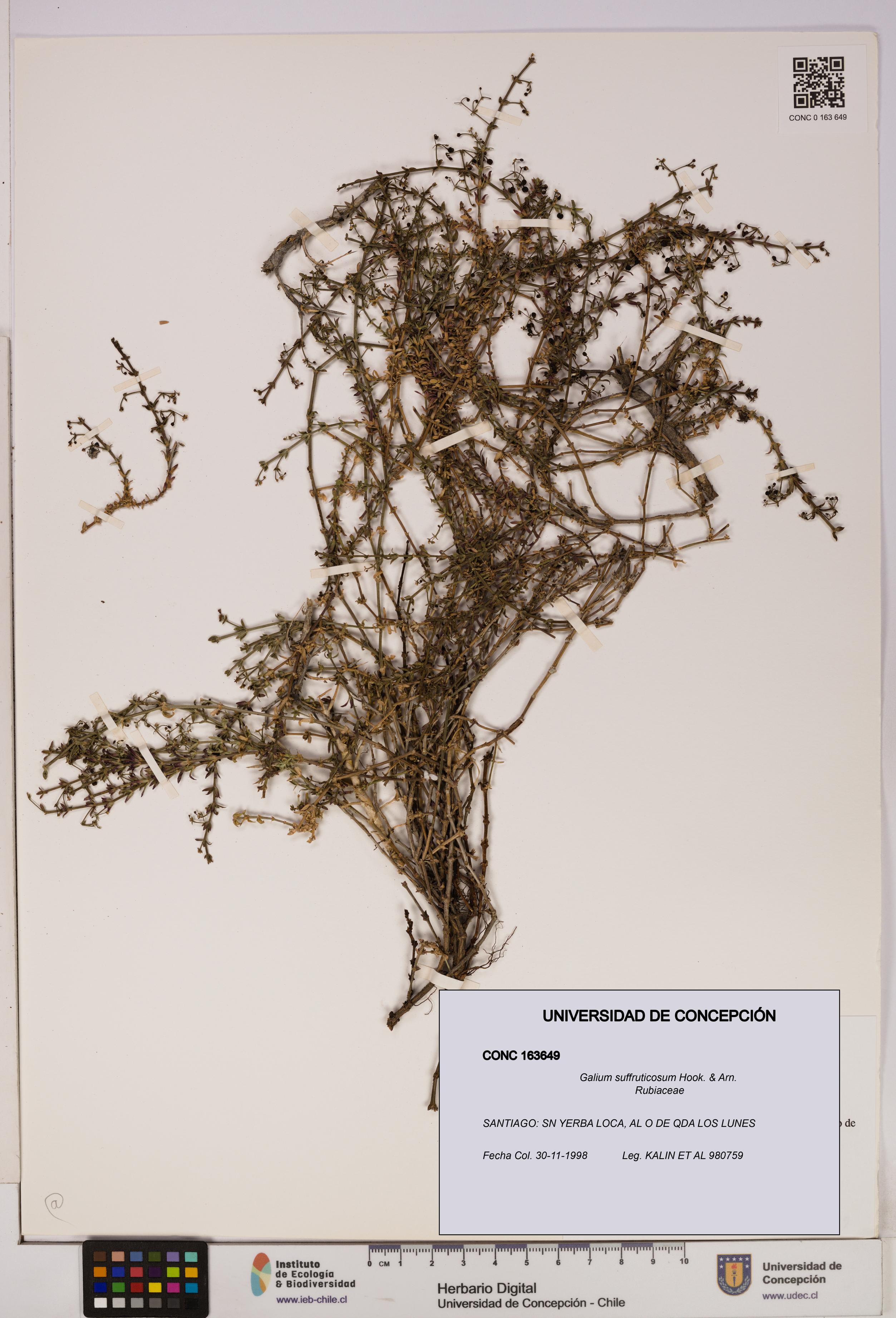 Galium suffruticosum [Espécimen: UDEC:CONC:0163649]