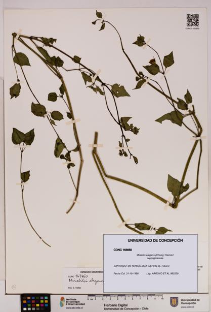 Mirabilis elegans [Espécimen: UDEC:CONC:0163650]