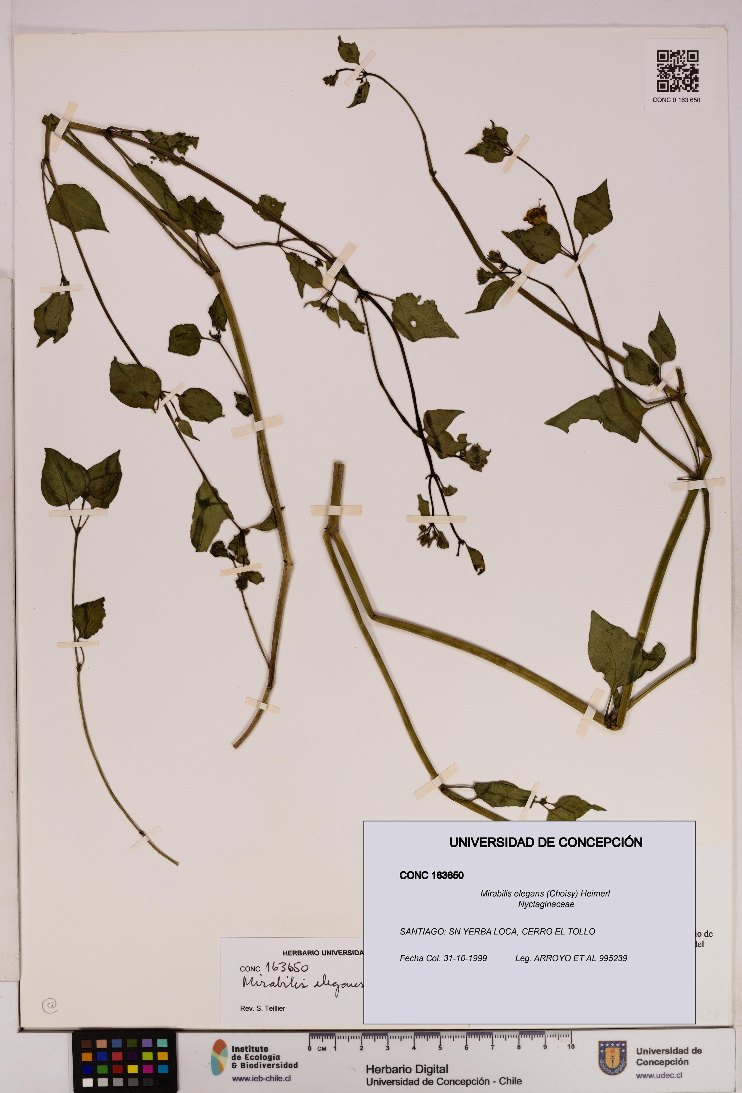 Mirabilis elegans [Espécimen: UDEC:CONC:0163650]