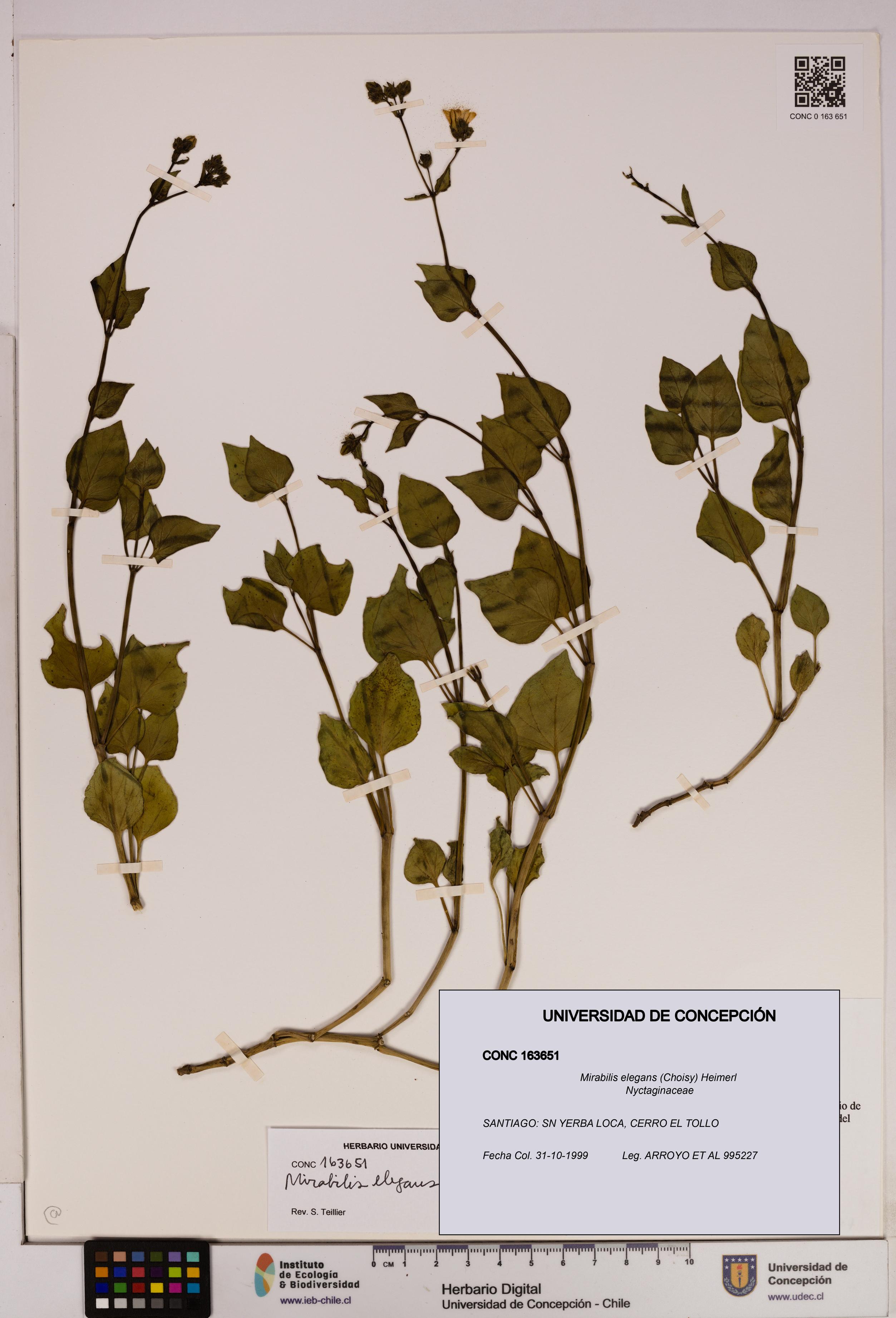 Mirabilis elegans [Espécimen: UDEC:CONC:0163651]