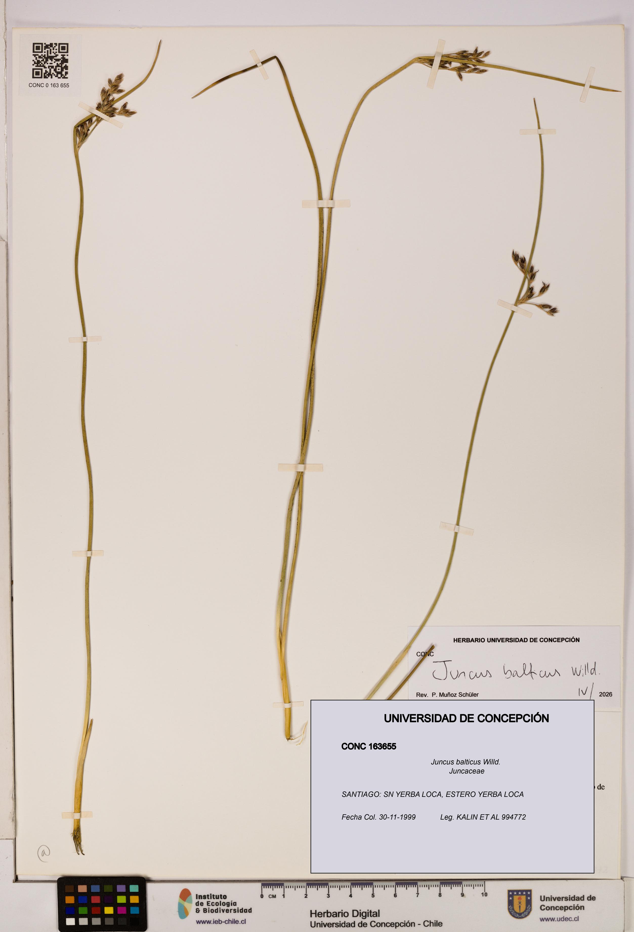 Juncus balticus [Espécimen: UDEC:CONC:0163655]