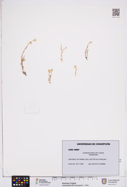 Cryptantha linearis [Espécimen: ]