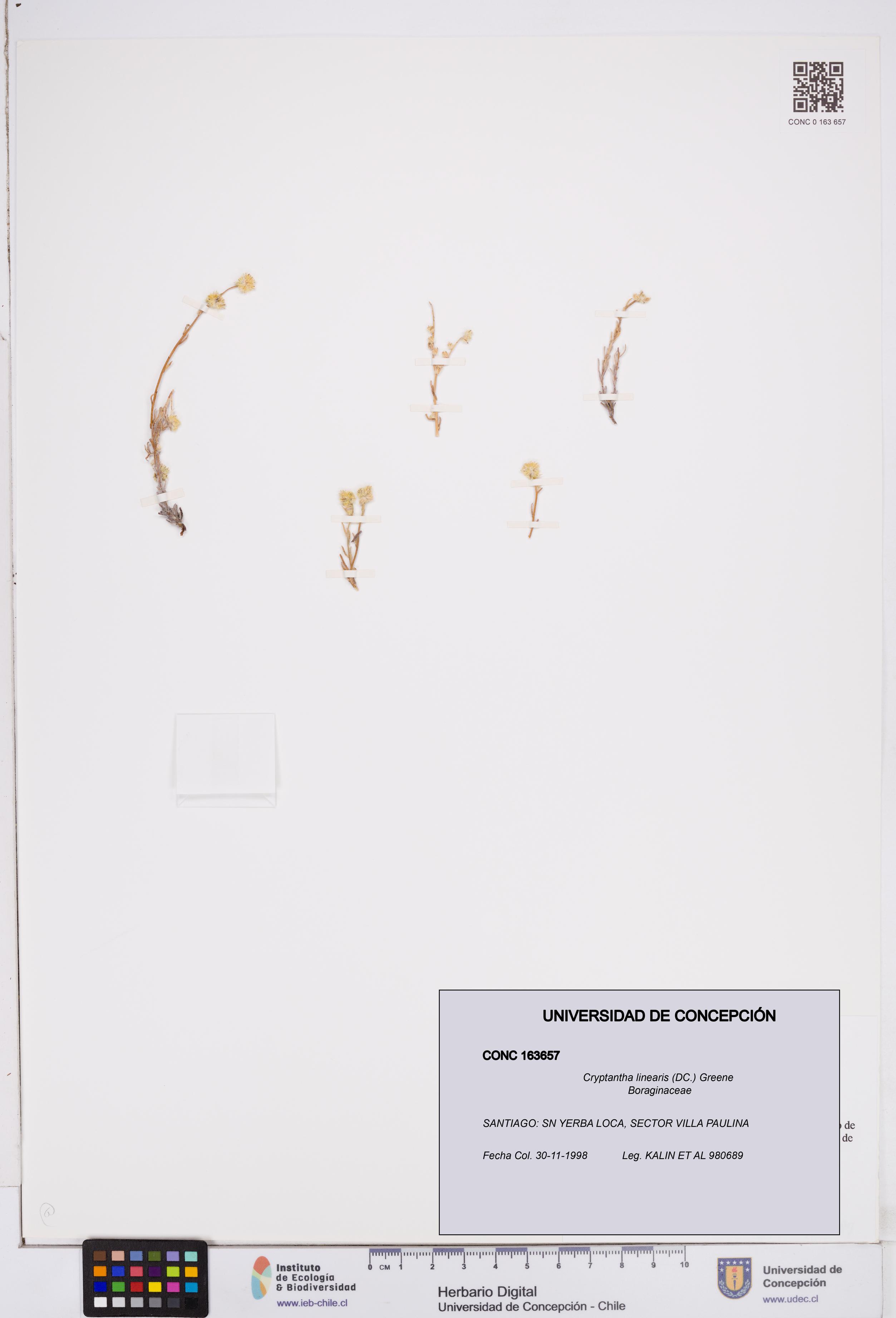 Cryptantha linearis [Espécimen: ]
