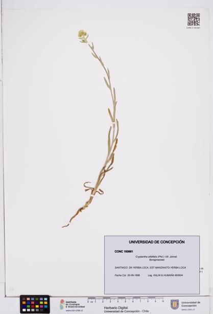 Cryptantha alfalfalis [Espécimen: ]