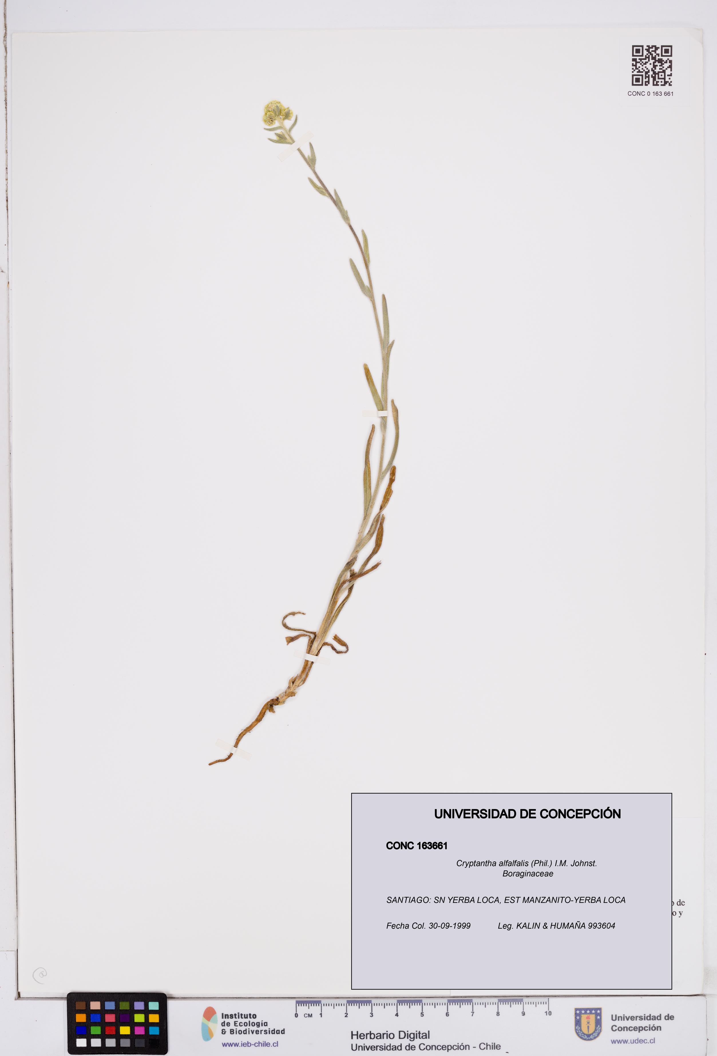 Cryptantha alfalfalis [Espécimen: ]