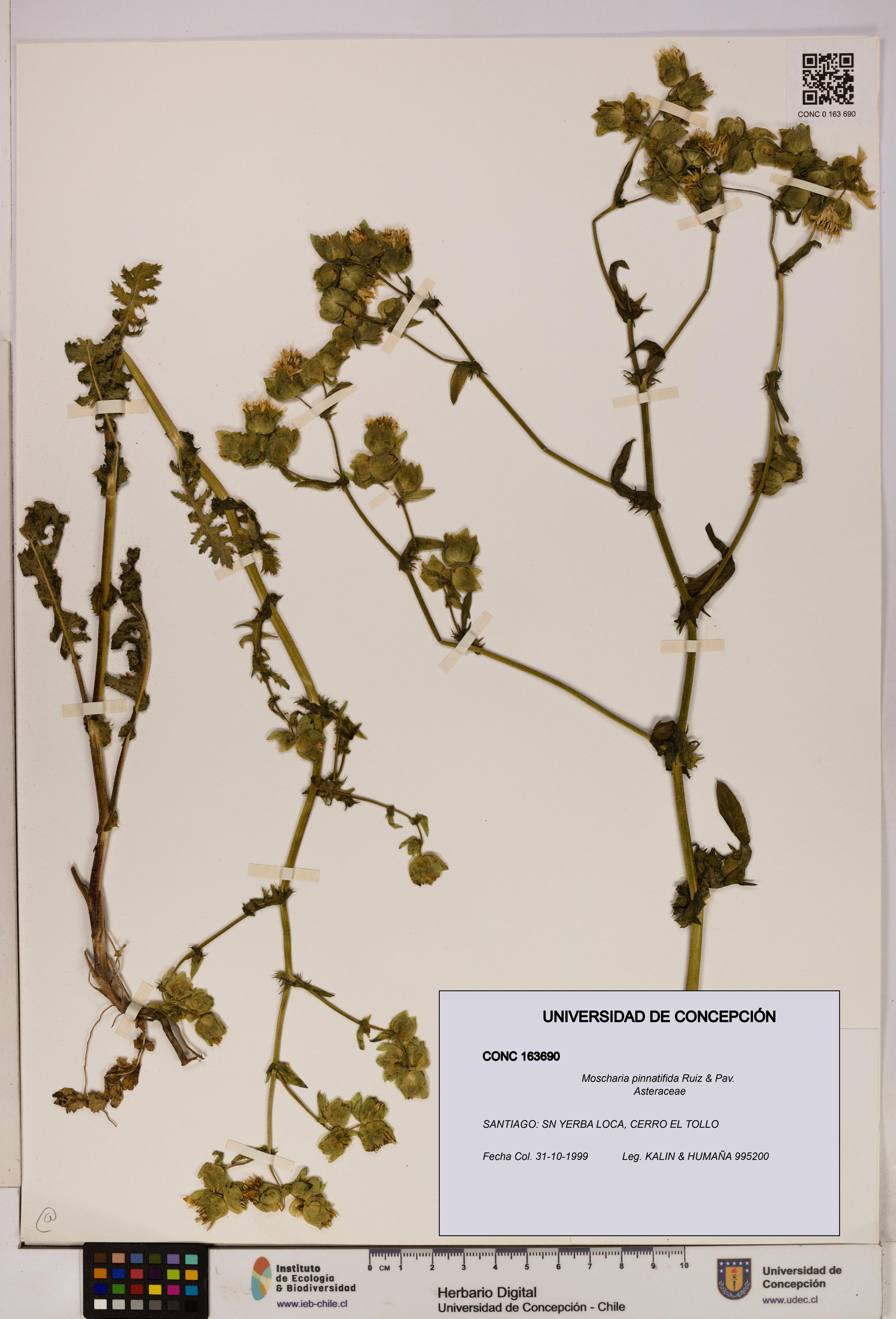 Moscharia pinnatifida [Espécimen: UDEC:CONC:0163690]