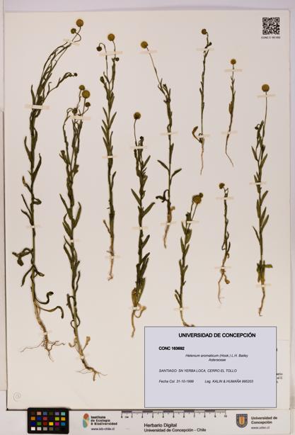 Helenium aromaticum [Espécimen: UDEC:CONC:0163692]