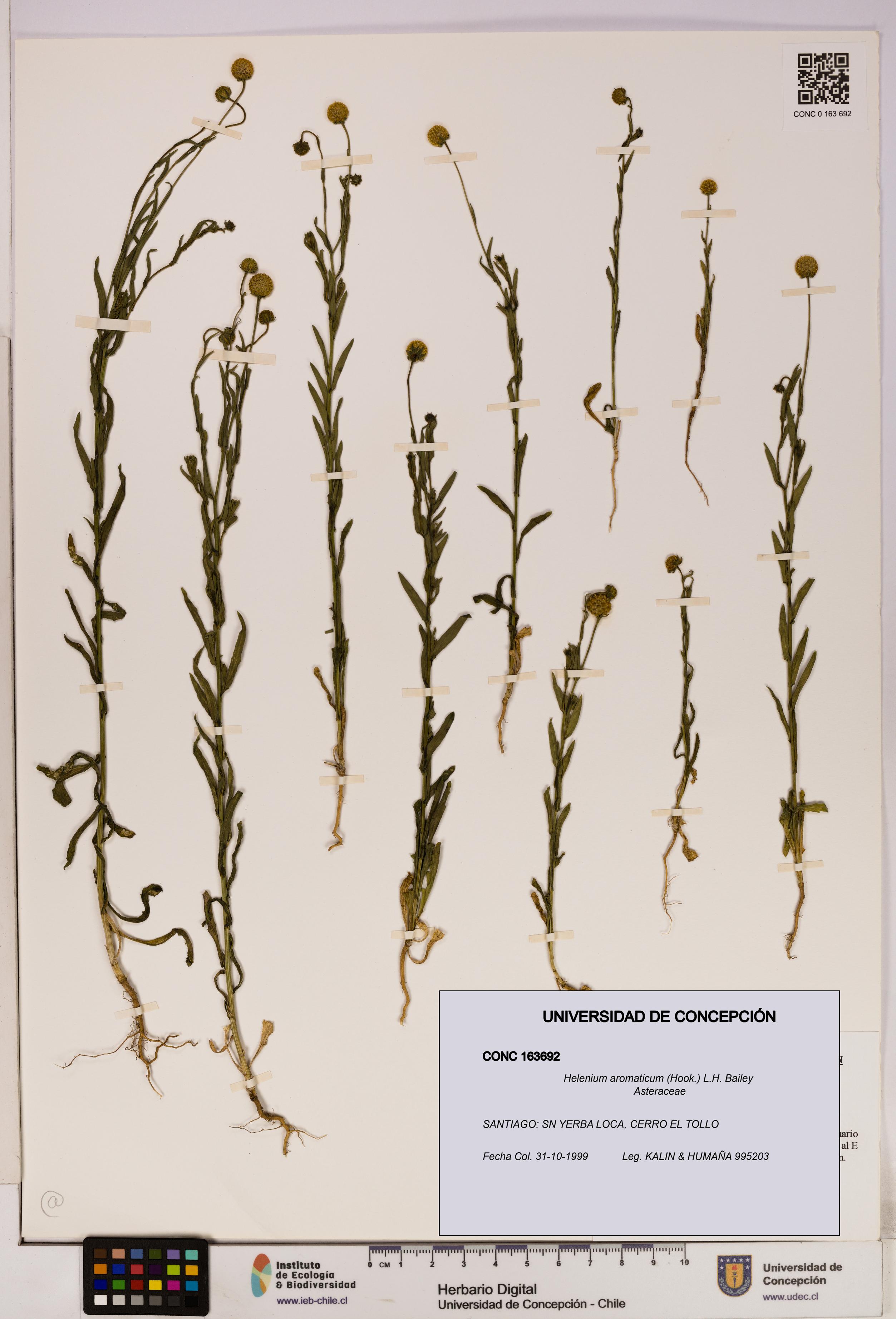 Helenium aromaticum [Espécimen: UDEC:CONC:0163692]