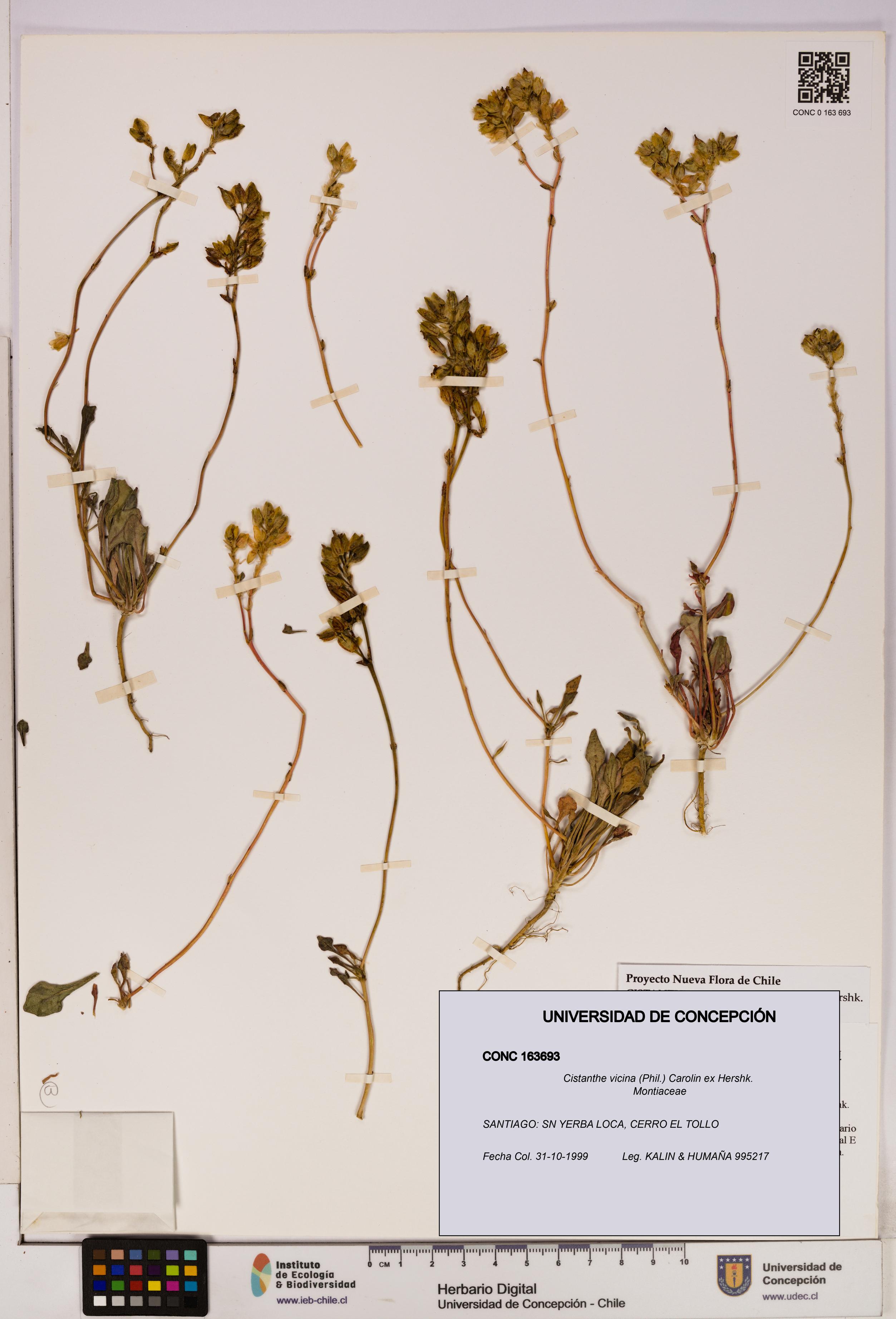 Cistanthe vicina [Espécimen: UDEC:CONC:0163693]