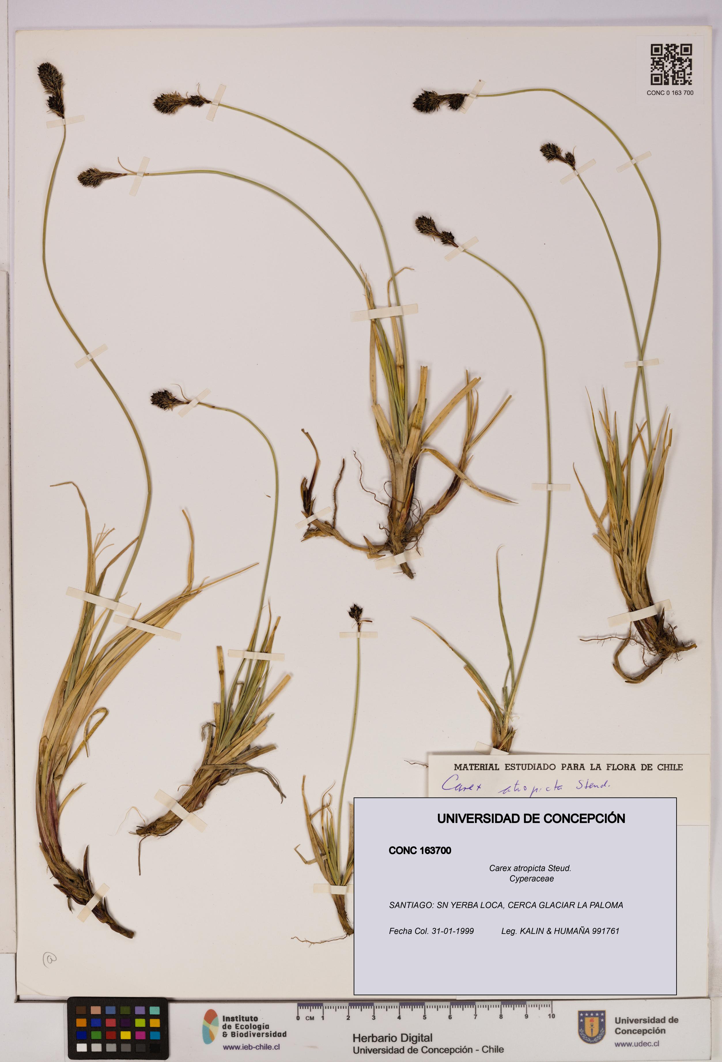 Carex atropicta [Espécimen: UDEC:CONC:0163700]