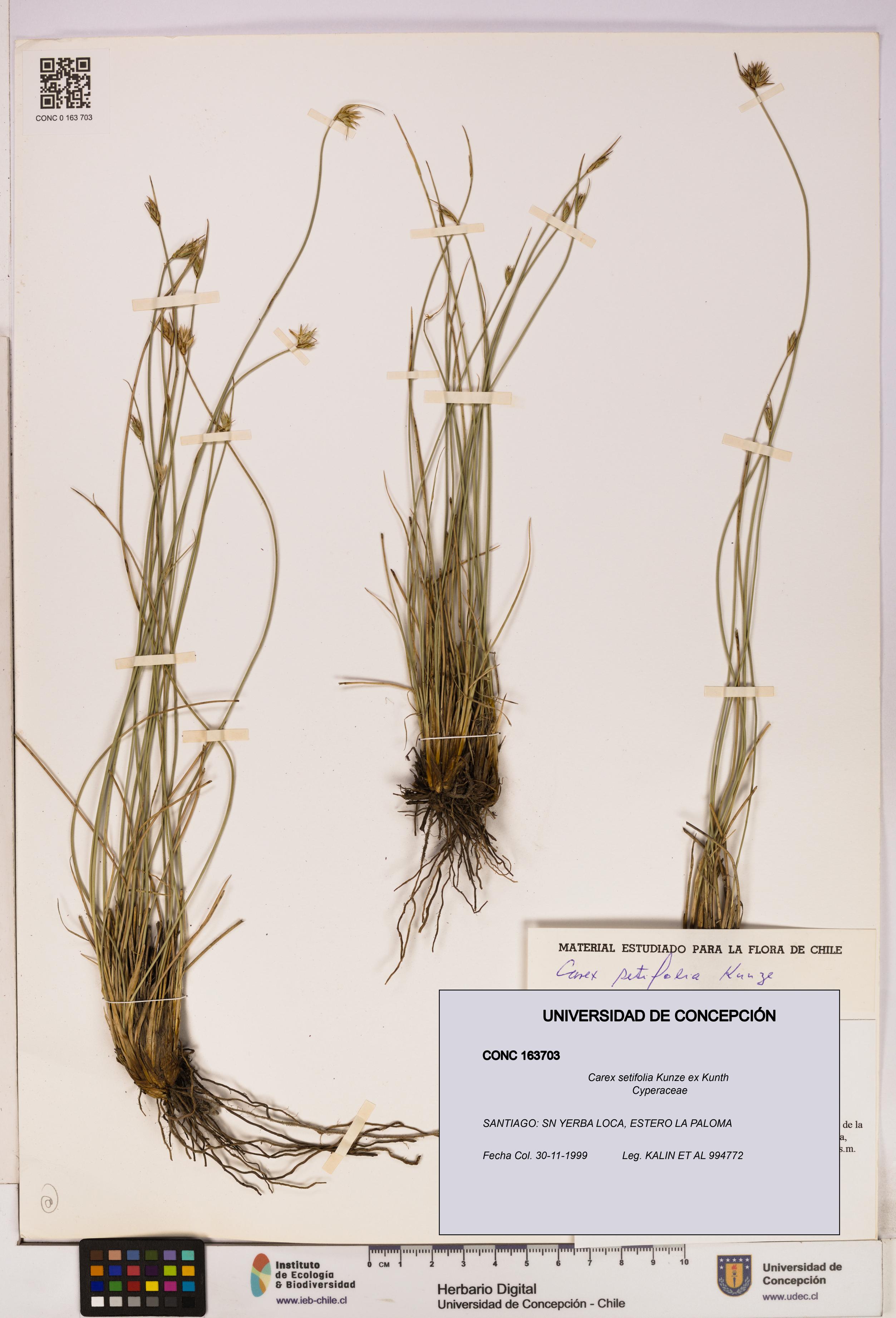 Carex setifolia [Espécimen: UDEC:CONC:0163703]