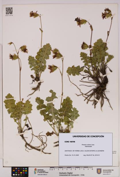 Perezia nutans [Espécimen: UDEC:CONC:0163705]