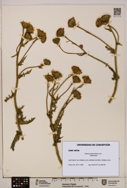 Senecio adenotrichius [Espécimen: UDEC:CONC:0163724]