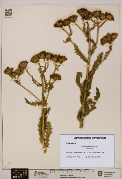Senecio adenotrichius [Espécimen: UDEC:CONC:0163726]