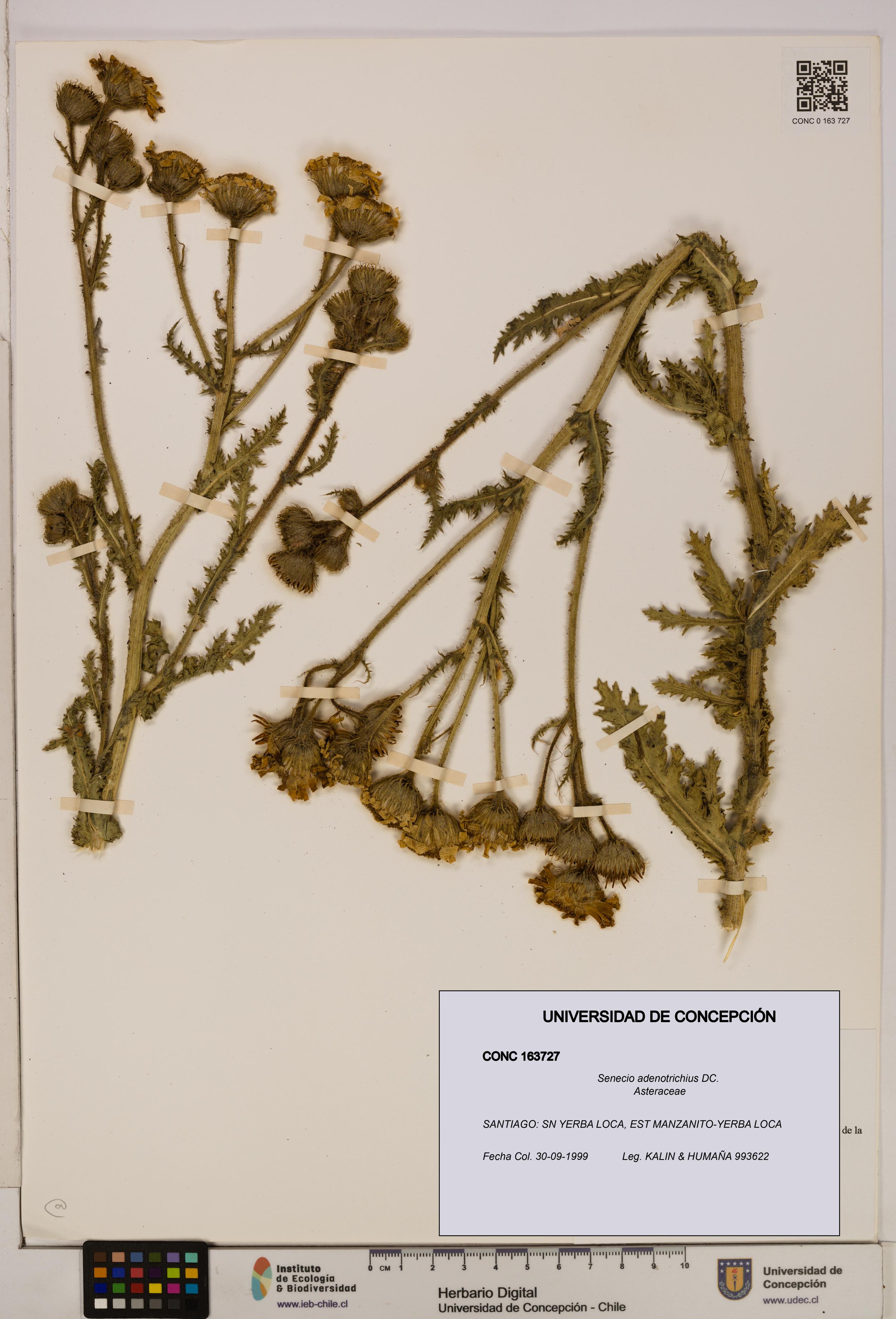 Senecio adenotrichius [Espécimen: UDEC:CONC:0163727]