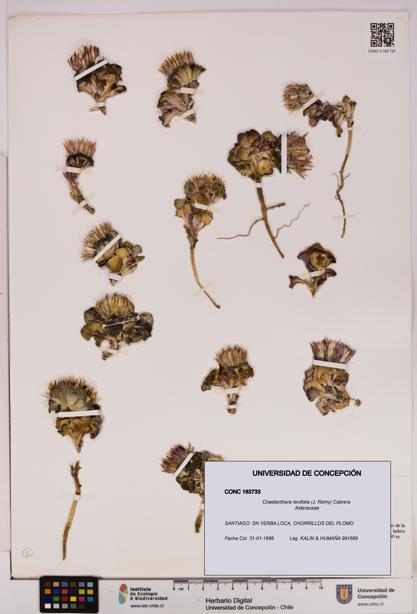 Chaetanthera renifolia [Espécimen: UDEC:CONC:0163733]