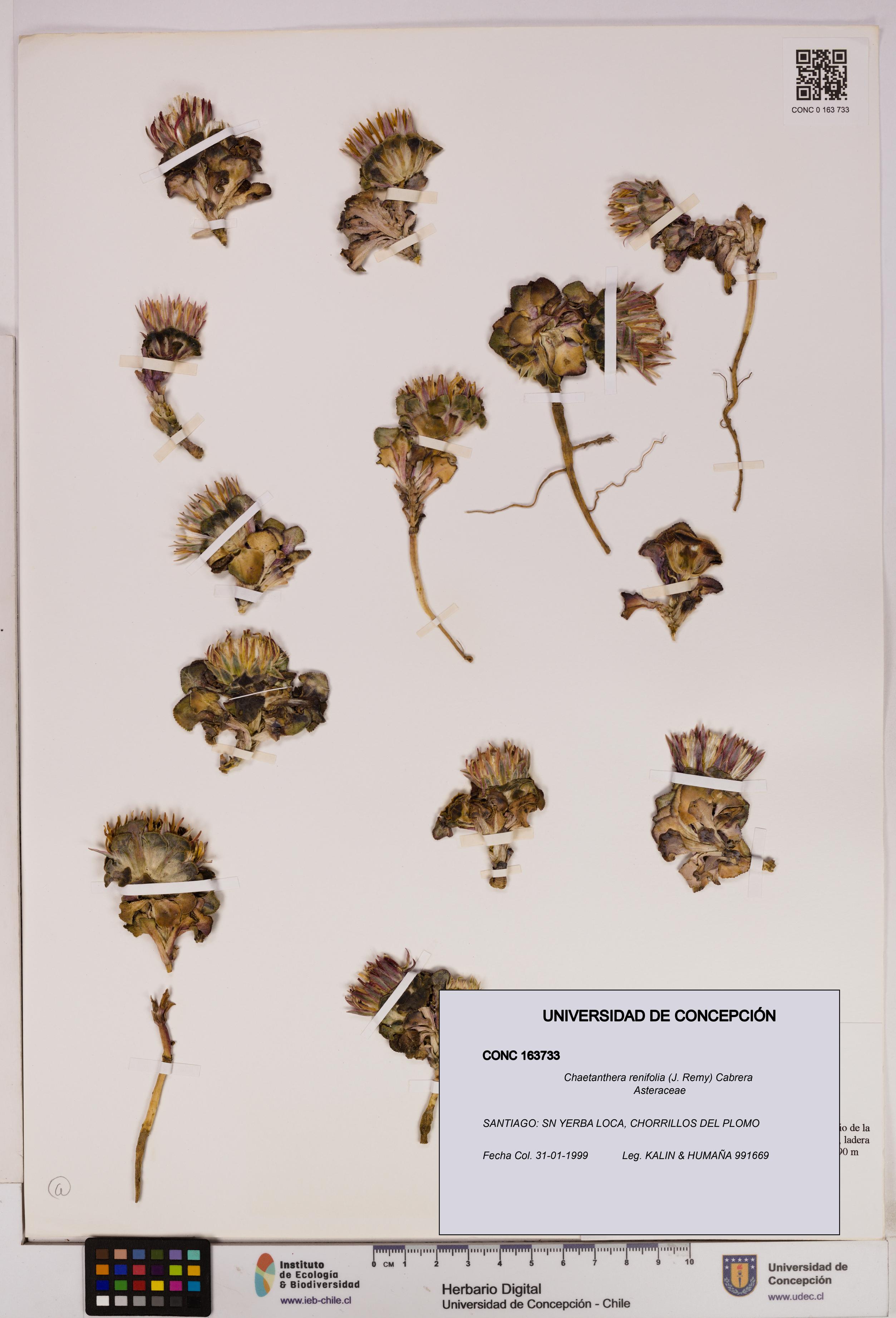 Chaetanthera renifolia [Espécimen: UDEC:CONC:0163733]