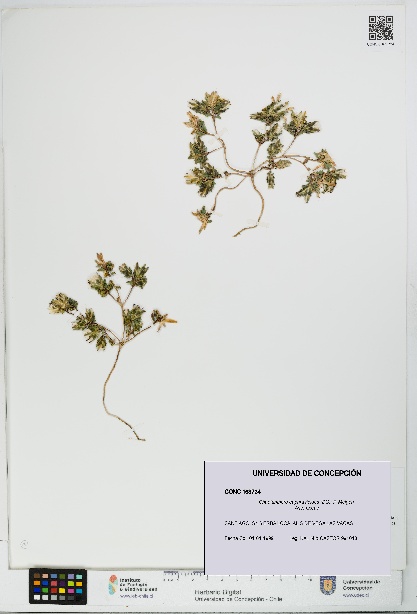 Chaetanthera euphrasioides [Espécimen: UDEC:CONC:0163734]