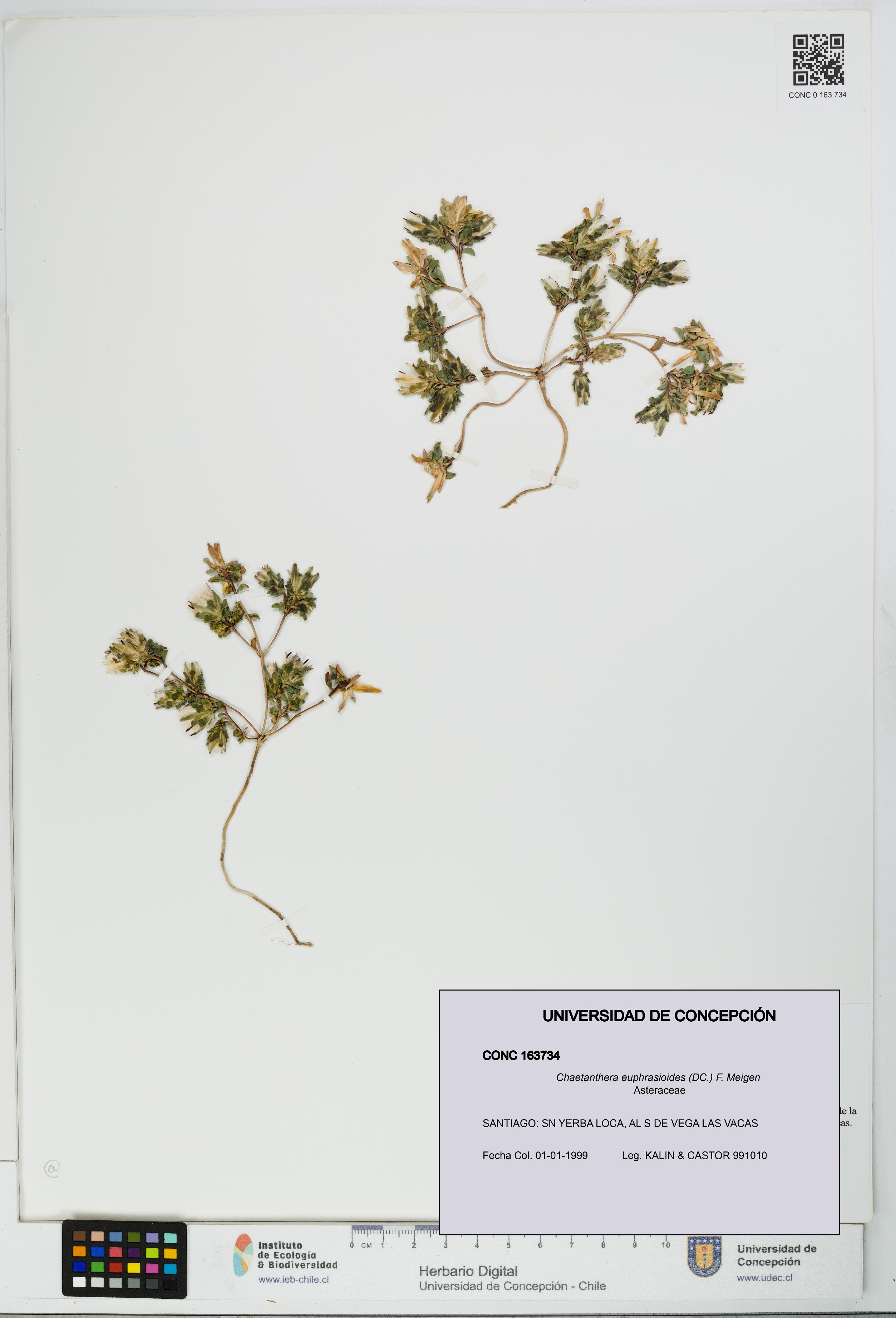 Chaetanthera euphrasioides [Espécimen: UDEC:CONC:0163734]