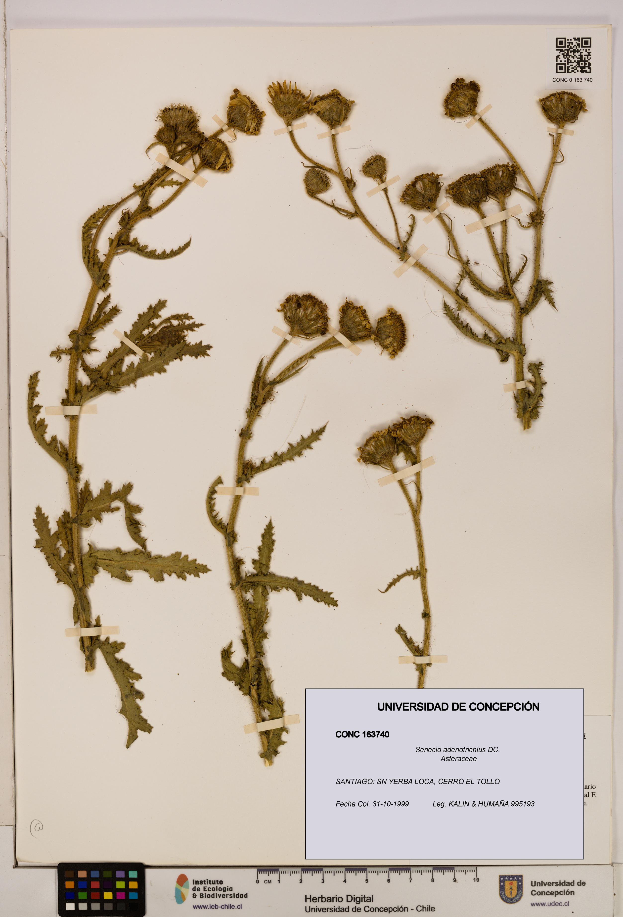Senecio adenotrichius [Espécimen: UDEC:CONC:0163740]