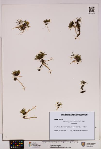 Werneria pygmaea [Espécimen: UDEC:CONC:0163745]