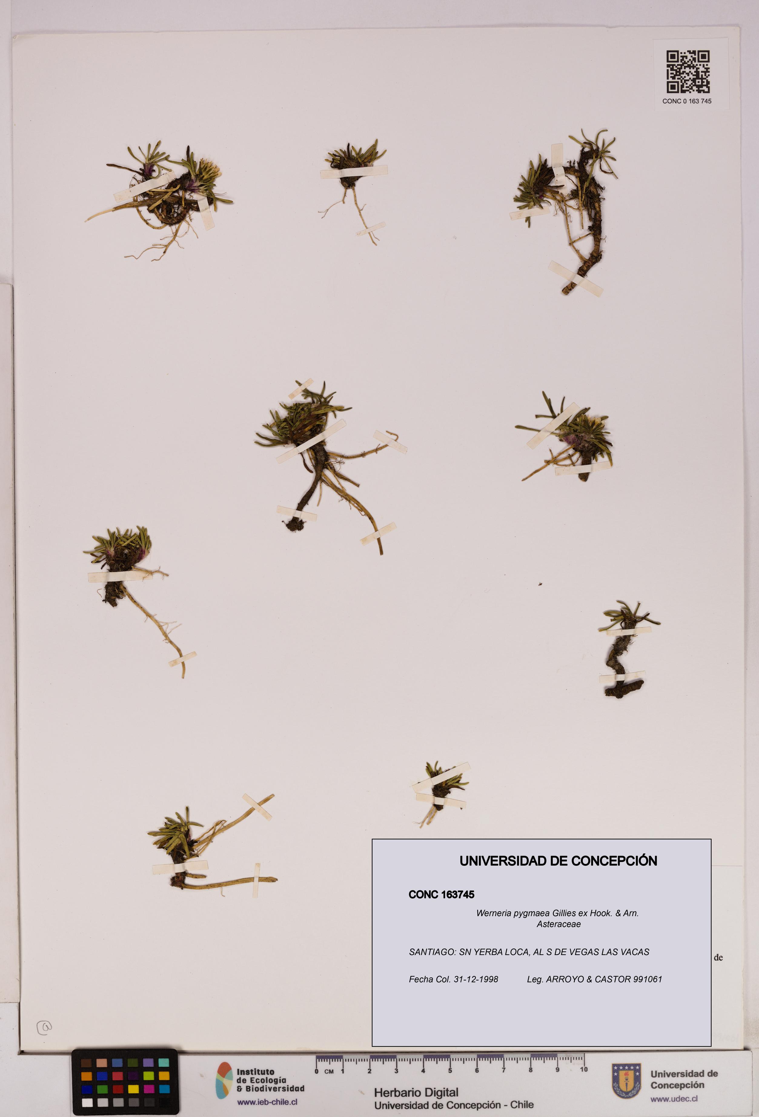 Werneria pygmaea [Espécimen: UDEC:CONC:0163745]