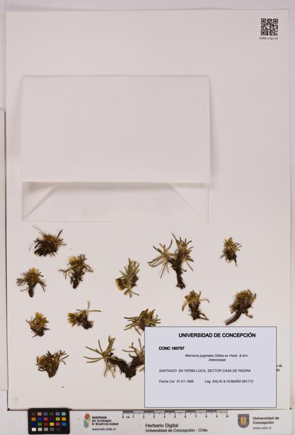 Werneria pygmaea [Espécimen: UDEC:CONC:0163757]