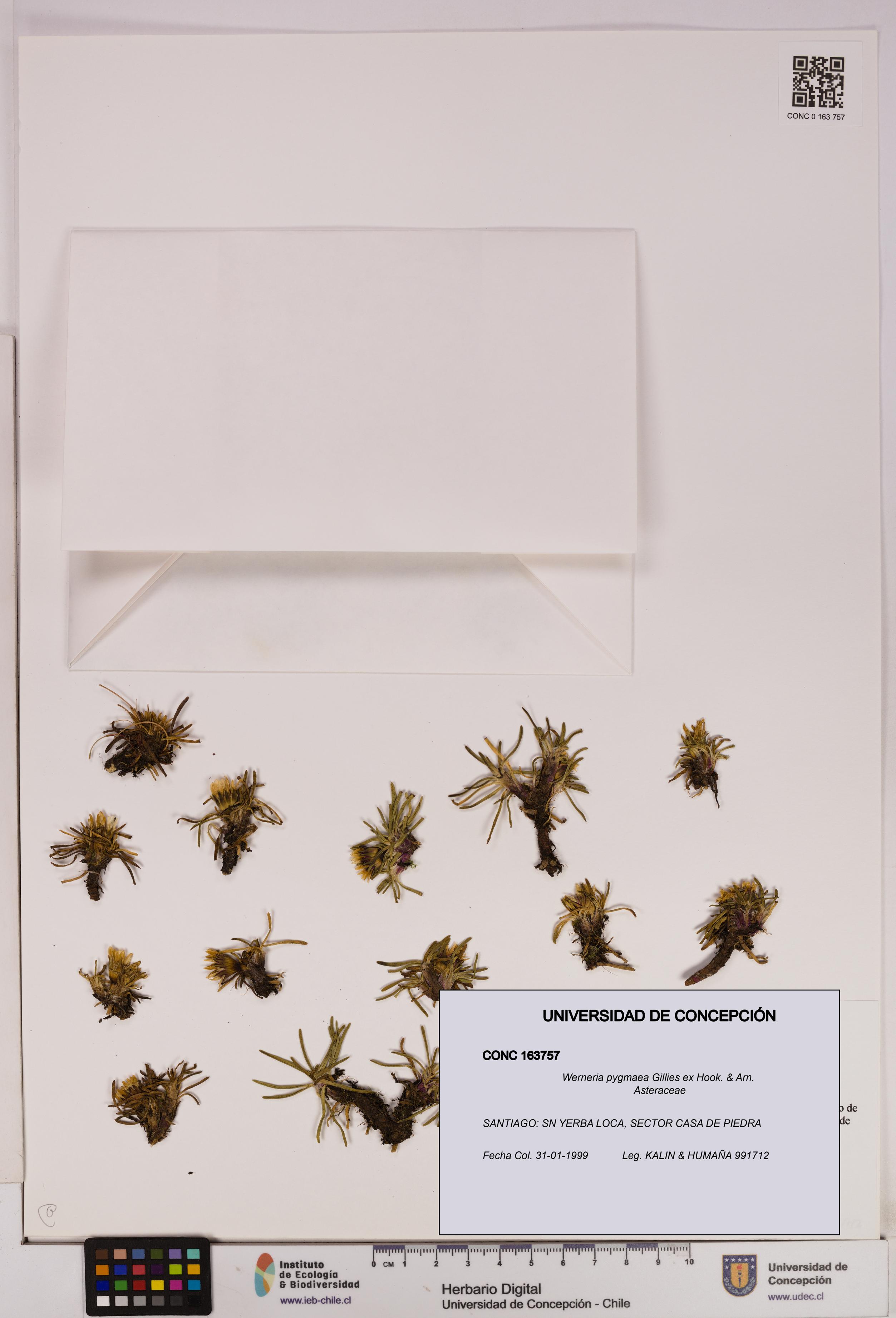 Werneria pygmaea [Espécimen: UDEC:CONC:0163757]