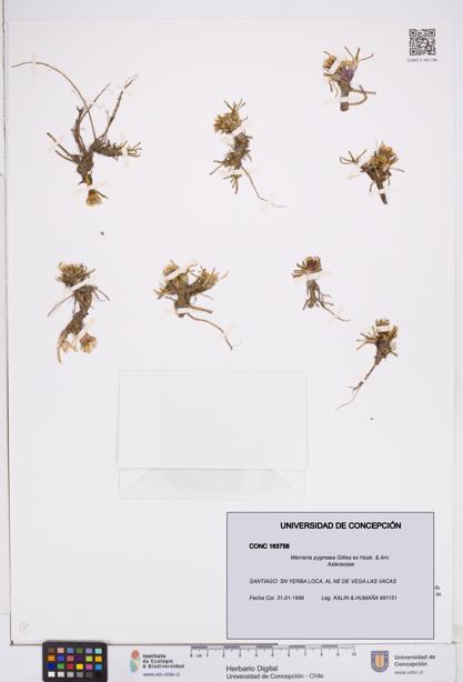 Werneria pygmaea [Espécimen: ]