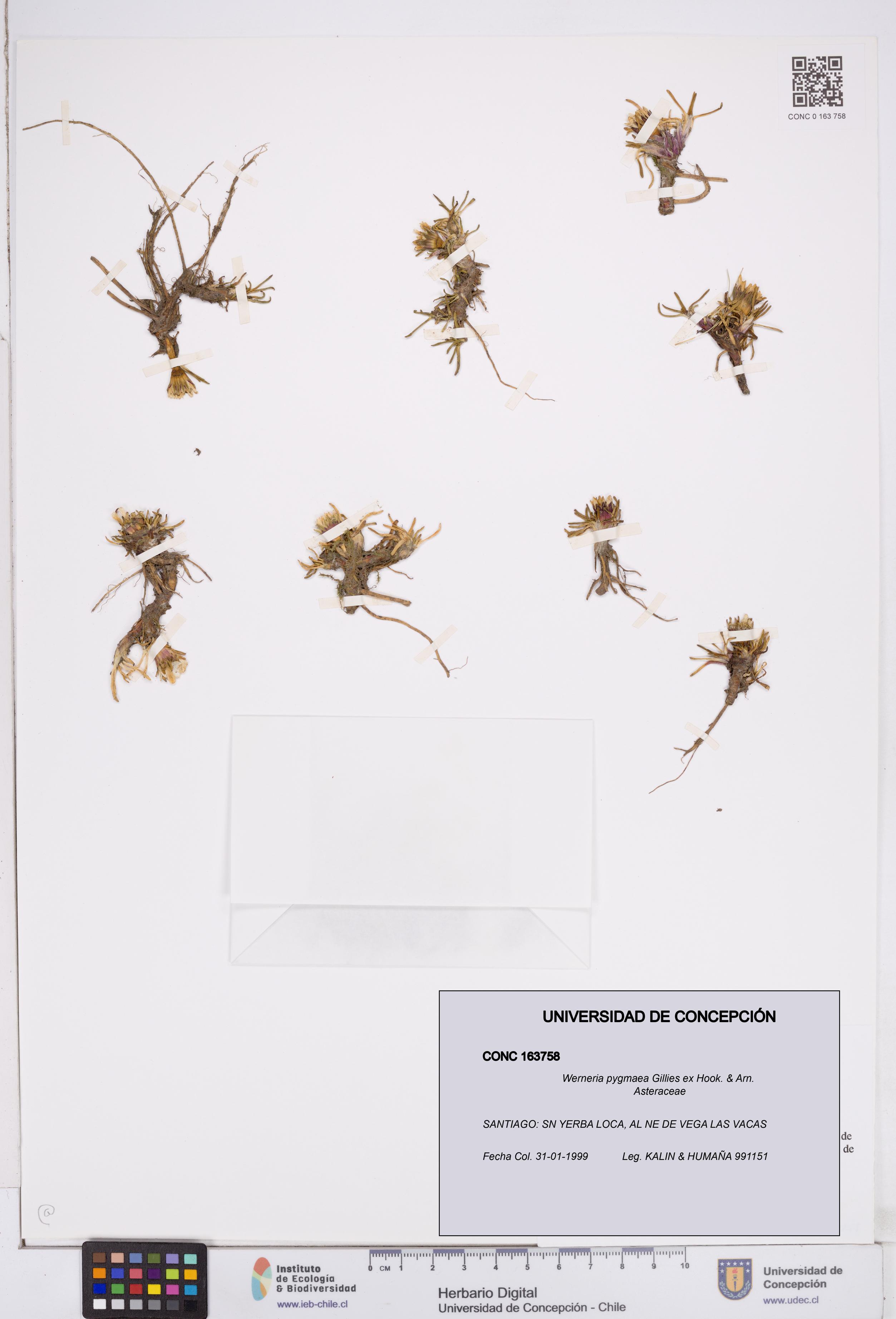 Werneria pygmaea [Espécimen: ]