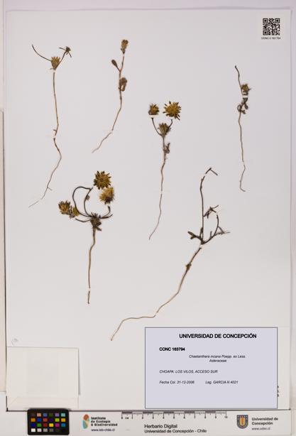 Chaetanthera incana [Espécimen: UDEC:CONC:0163794]