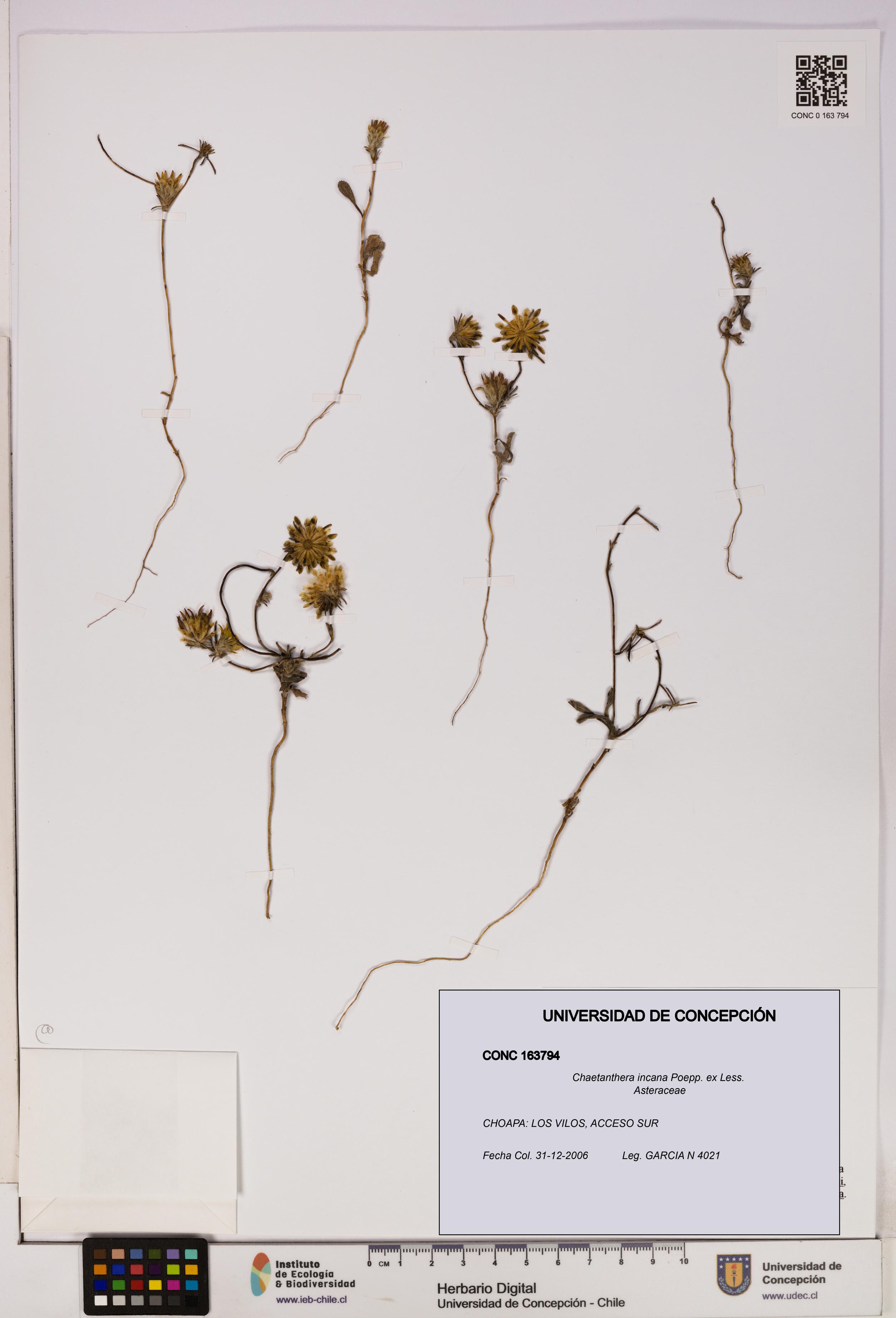 Chaetanthera incana [Espécimen: UDEC:CONC:0163794]