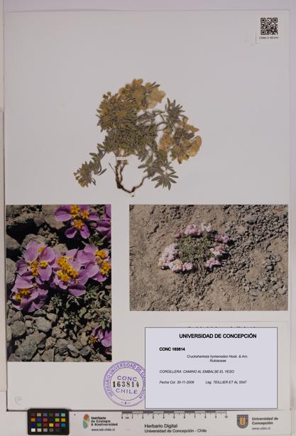 Cruckshanksia hymenodon [Espécimen: UDEC:CONC:0163814]