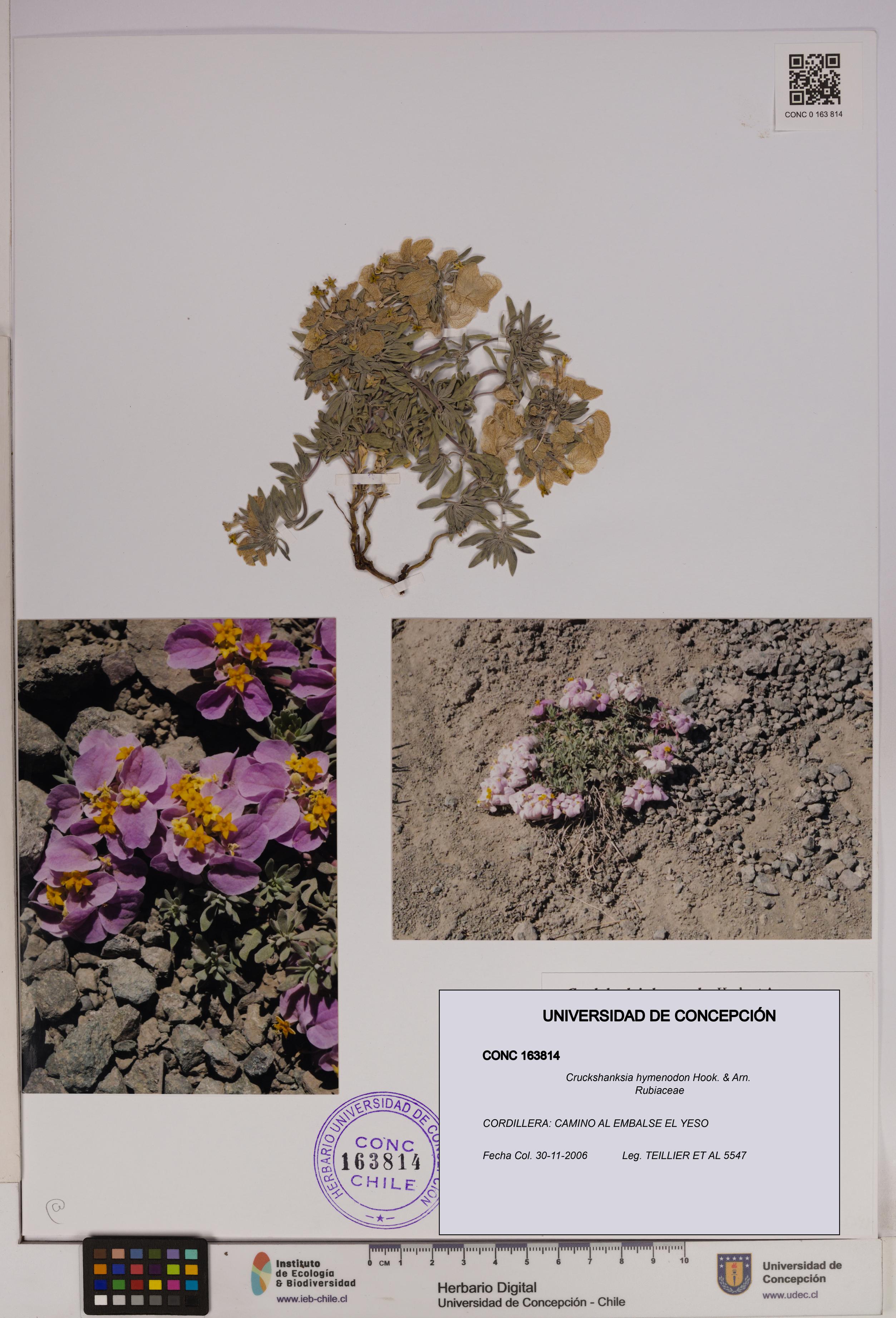 Cruckshanksia hymenodon [Espécimen: UDEC:CONC:0163814]