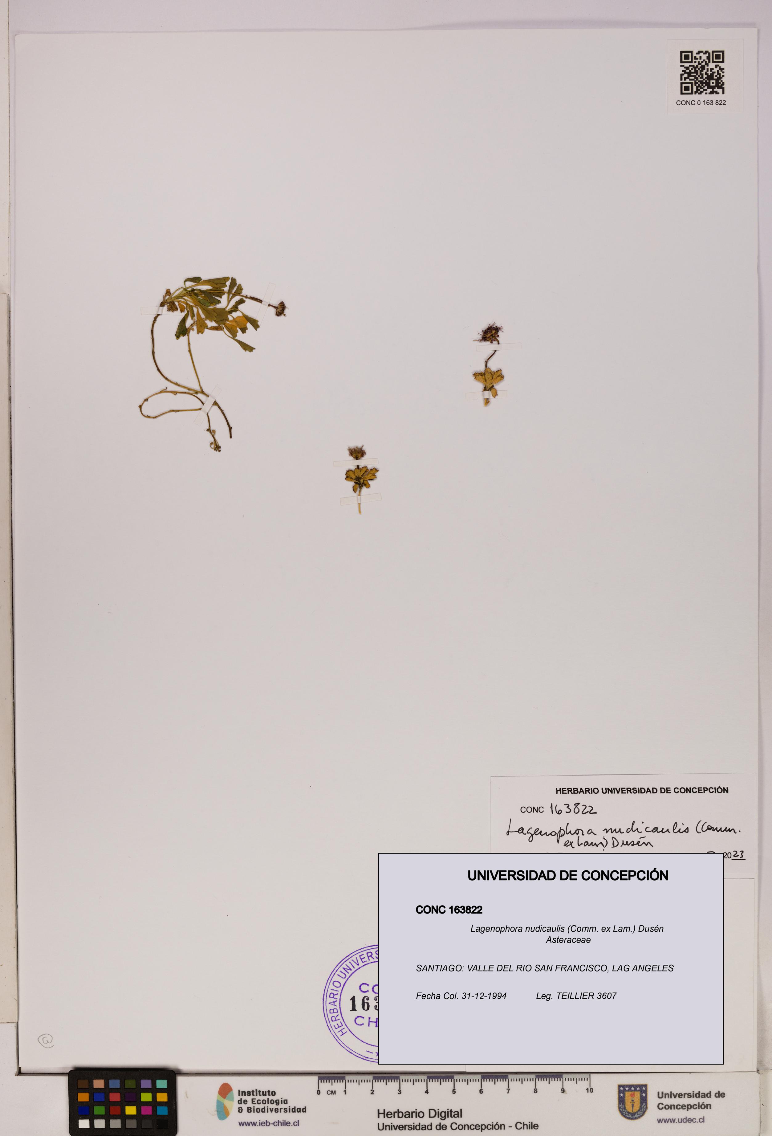 Lagenophora nudicaulis [Espécimen: ]