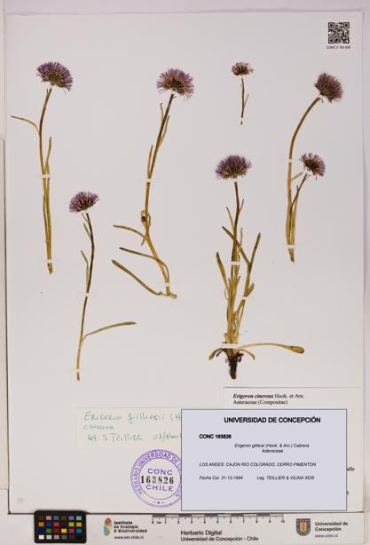 Erigeron gilliesii [Espécimen: UDEC:CONC:0163826]